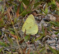 Colias interior