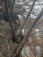 Sciurus carolinensis