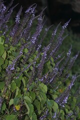 Plectranthus