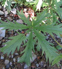Potentilla gracilis