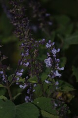 Plectranthus