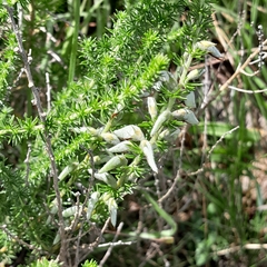 Aspalathus chortophila