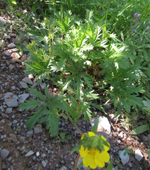Potentilla gracilis