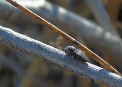 Neocypetes guttulata