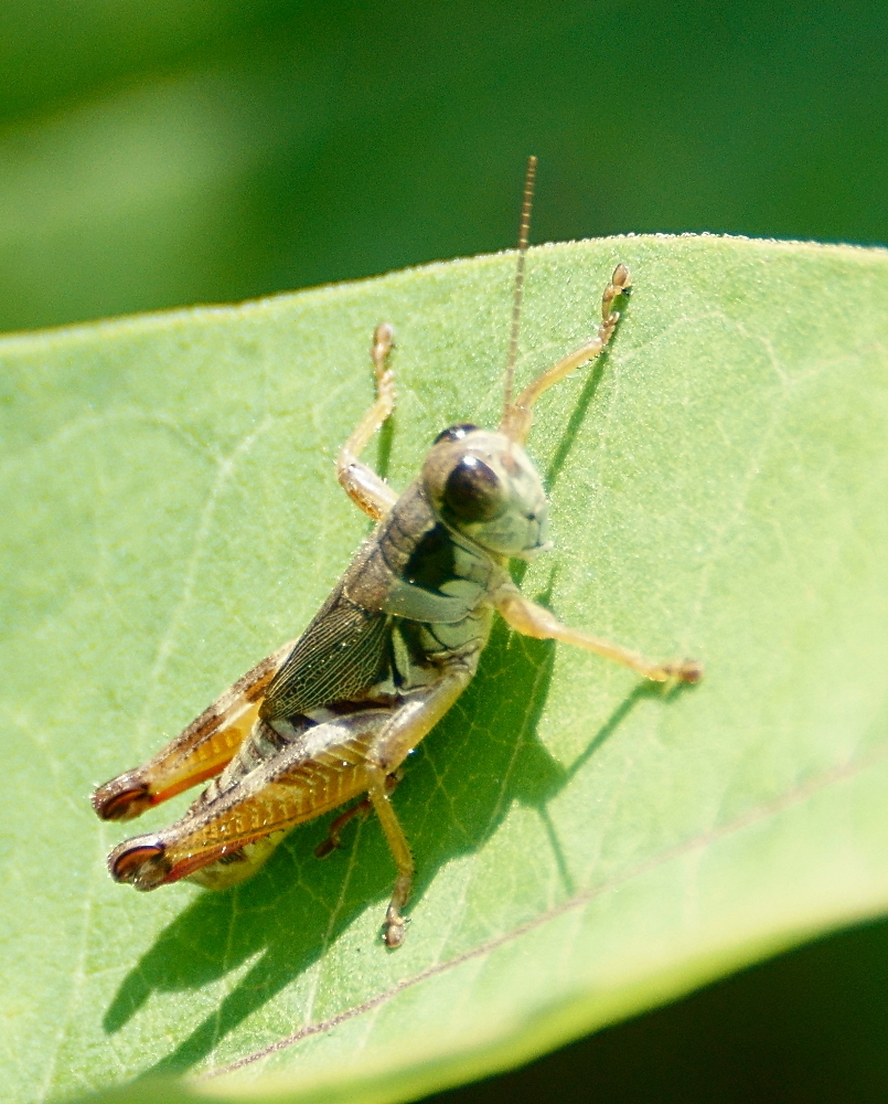 Dawson's Spur-throat Grasshopper