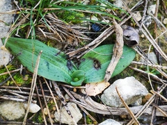 Ophrys sphegodes massiliensis