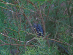 Ectinogonia buquetii