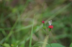 Hemiargus hanno