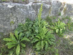Verbascum speciosum