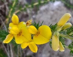 Aspalathus chortophila