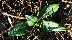 Ophrys sphegodes massiliensis