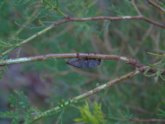 Ectinogonia buquetii