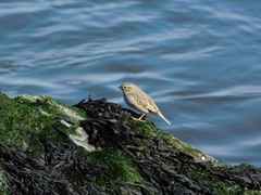 Passerculus sandwichensis princeps