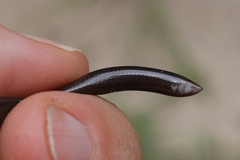 Afrotyphlops fornasinii