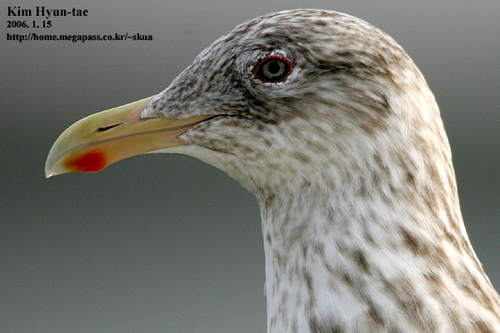Larus schistisagus