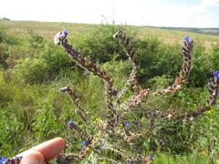 Anchusa procera