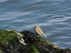 Passerculus sandwichensis princeps
