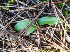 Ophrys sphegodes massiliensis