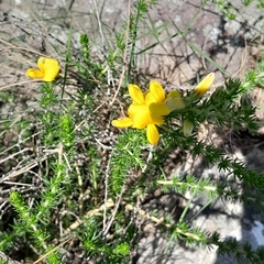 Aspalathus chortophila