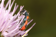 Trichodes affinis