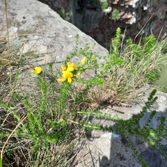 Aspalathus chortophila