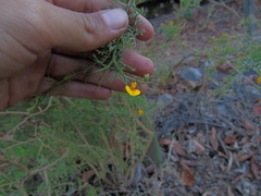 Adesmia confusa