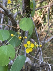 Stigmaphyllon bonariense