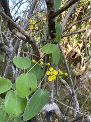 Stigmaphyllon bonariense