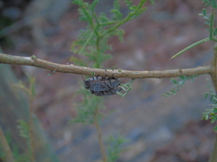 Ectinogonia buquetii