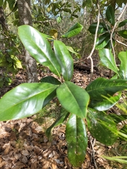 Magnolia grandiflora
