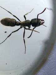 Bothroponera sulcata