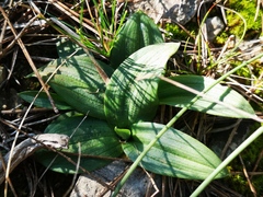 Ophrys sphegodes massiliensis