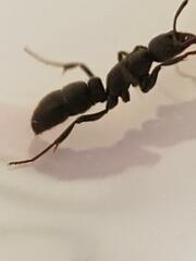 Bothroponera sulcata