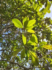 Magnolia grandiflora