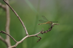 Erythrodiplax umbrata