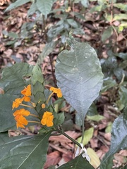 Crossandra infundibuliformis