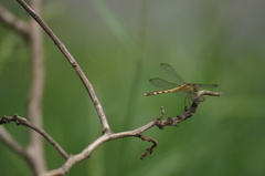 Erythrodiplax umbrata