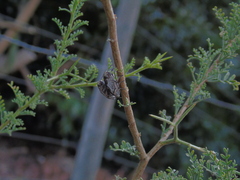 Ectinogonia buquetii