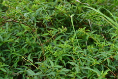 Lonicera acuminata