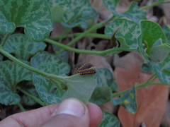 Battus polydamas psittacus