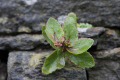 Hylotelephium telephium