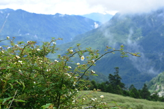 Rosa transmorrisonensis
