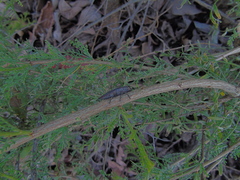 Ectinogonia buquetii