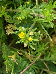 Tropidocarpum gracile