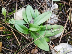 Ophrys sphegodes massiliensis