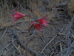 Zephyranthes advena