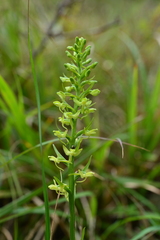 Platanthera longibracteata