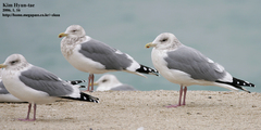 Larus argentatus vegae