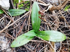 Ophrys sphegodes massiliensis