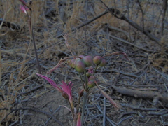 Zephyranthes advena